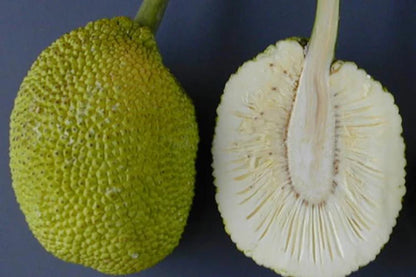 Bread Fruit/Jack fruit Curry Panasa - Fruit Plants & Tree