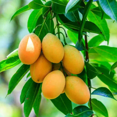 Boganpalli Mango Fruit Plant-Grafted