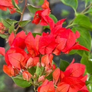 Red Diamond Bougainvillea flower plant