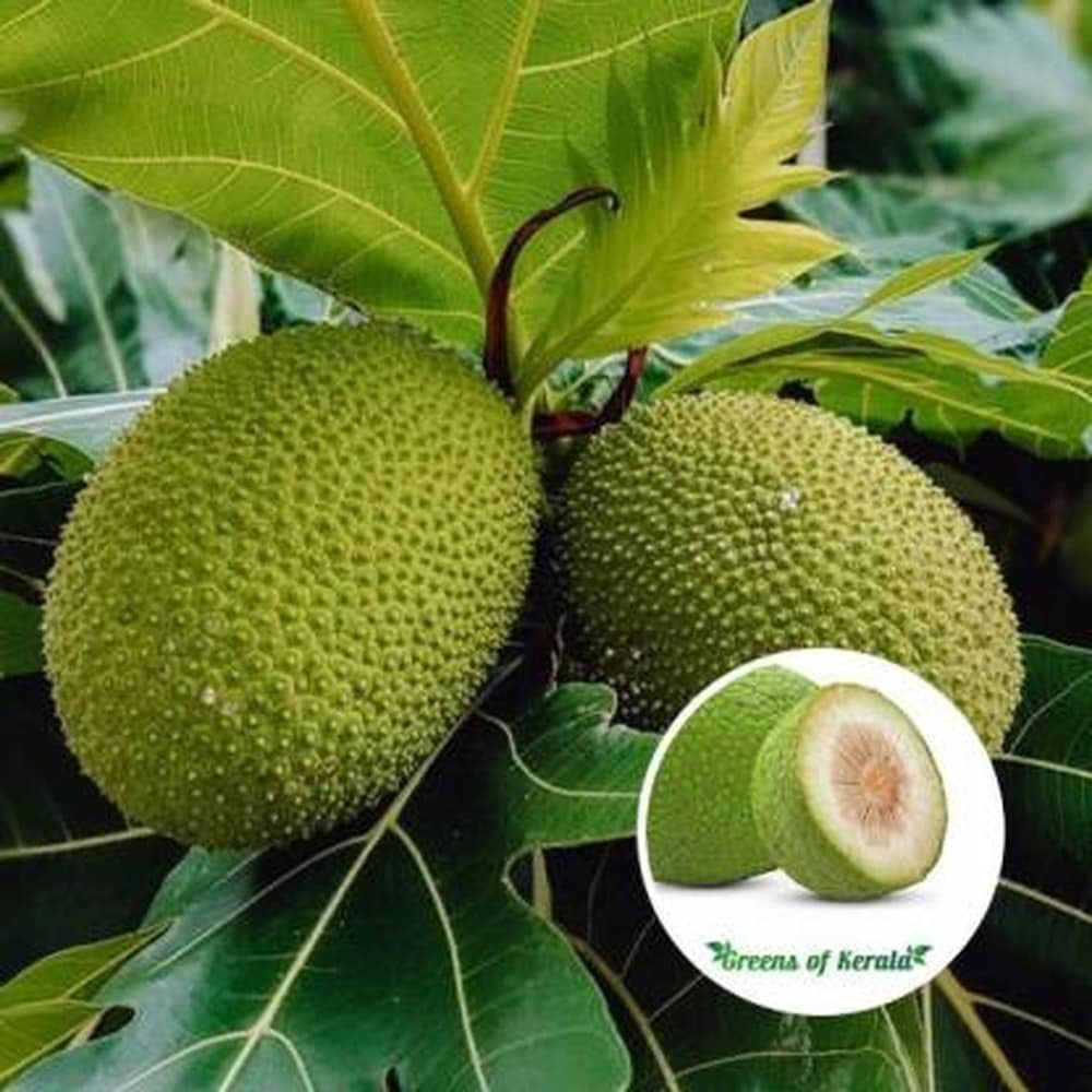 Hybrid Bread Fruit Plant Grafted