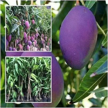 Hybrid Pulmer Mango Fruit  Plant