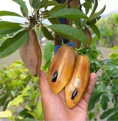 Hybrid Chiku(Grafted) Fruit  Plant