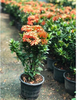 Hybrid Ixora Flowers Plant For Gardening