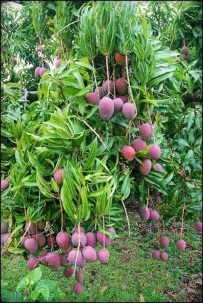 Irwin Purple Mango Fruit  Plant