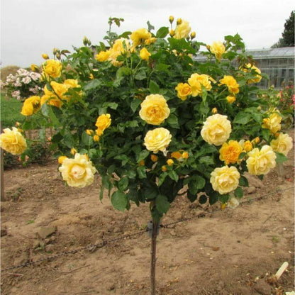 Hybrid Yellow Rose Flower  Plant