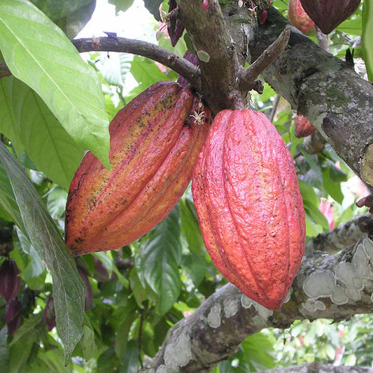 Cocoa/Cacao Fruit - Fruit Plants