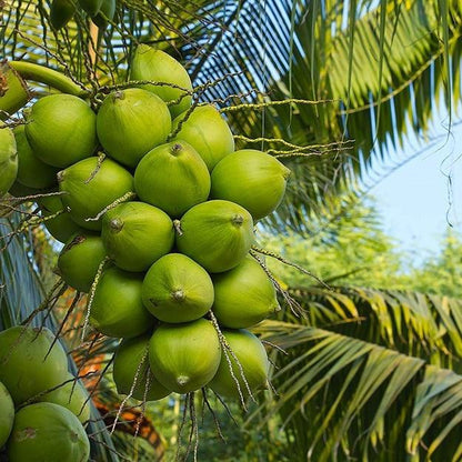 Green Dwarf Coconut Fruit  Tree