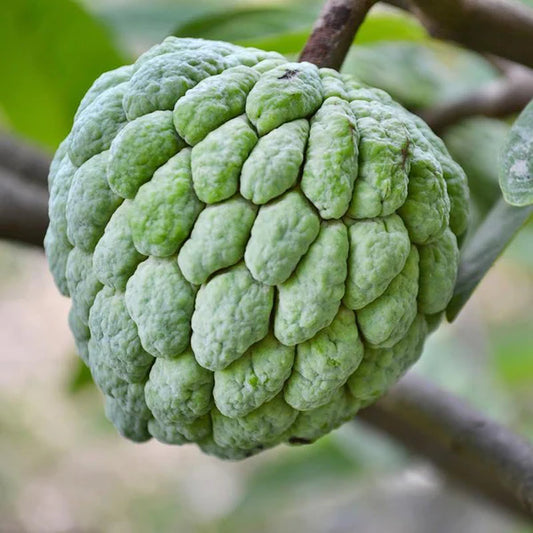 Custard Apple Balanagar (Grafted) - Fruit Plants & Tree