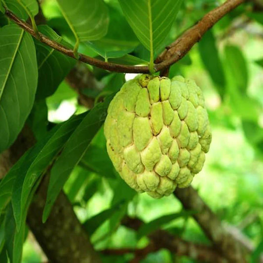 Custard Apple Gold(Grafted) - Fruit Plants & Tree