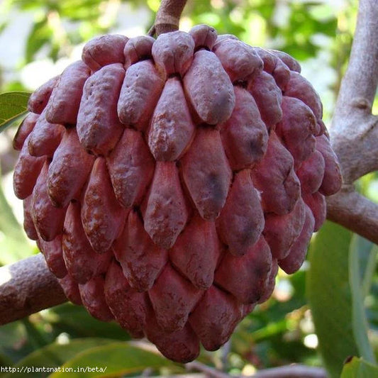 Custard Apple Red(Grafted) - Fruit Plants & Tree