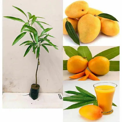 (Gardenershub) Dasheri Mango Fruit  Plant (Grafted)