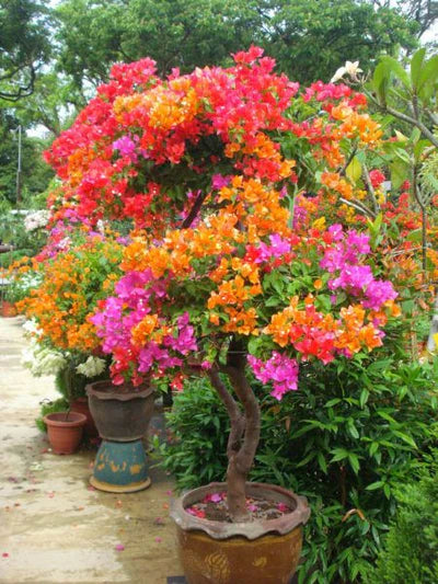 Multi Grafted Bougainvillea Plant (6-7 Colour)