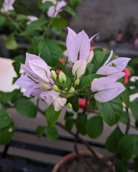 BOUGAINVILLEA FLOWERING PLANT (FORMUSA)