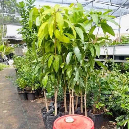 Hybrid Himsagar Mango Fruit Plant-(Gardenershub)