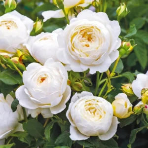 Climbing Rose Flower Plants (White)