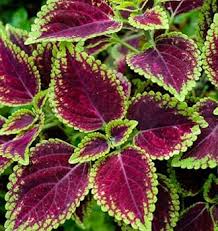 Coleus(maroon green) Flower Plants