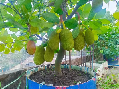 Jackfruit Plant