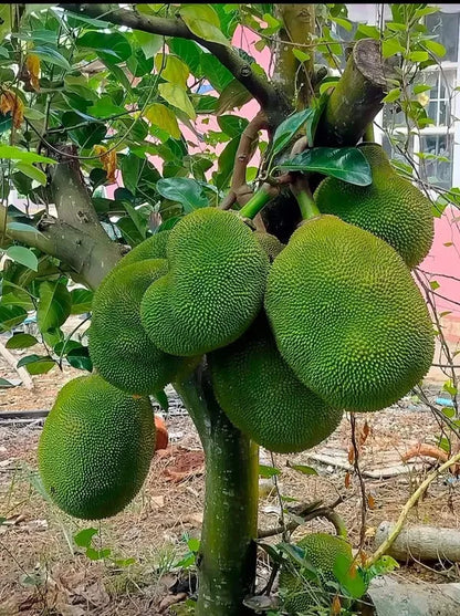 Jackfruit Plant