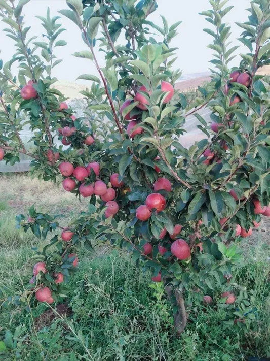 Hrmn 99 Apple Plant Hot Climate Variety