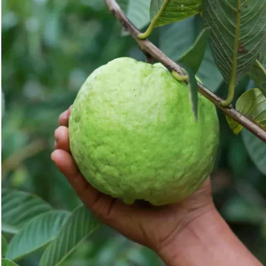 Thi 10 Guava Grafted And Hybrid Plants