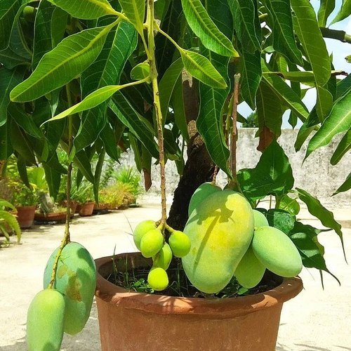 Aswina Mango Fruit Plant (Grafted)