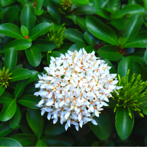 Chinese Ixora Flowers Plant (White)-(Gardenershub)