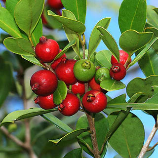 Strawberry Guava - Fruit Plant