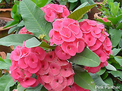 Euphorbia Flowers Plant (Pink Colour)