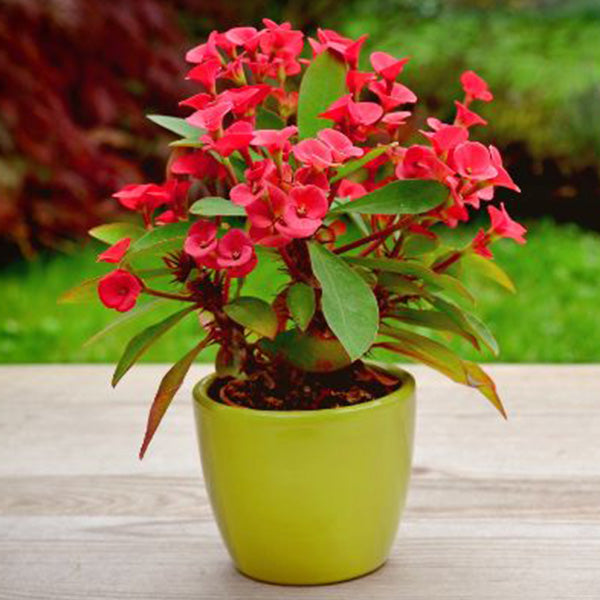 Euphorbia flowers plant (red) For Home Garden