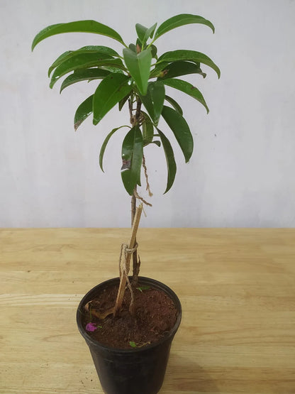 Cricket Ball Chiku(Grafted)plant-(Gardenershub)