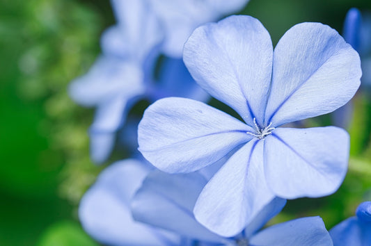 Tgar Jasmine Flower Blue flower Plant