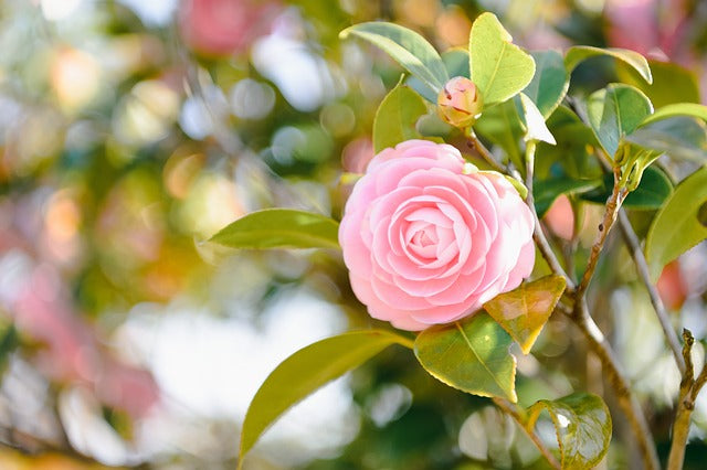 Camellia Pink (Tree Rose) Rare All Time Flowering -(Gardenershub)