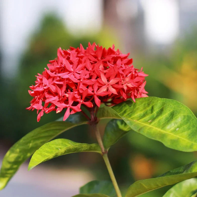 Ixora Flower Plant( Red Colour)