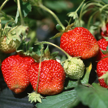 Strawberry - Fruit Plants & Tree