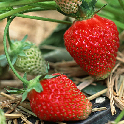 Strawberry - Fruit Plants & Tree