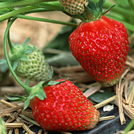 Strawberry - Fruit Plants & Tree