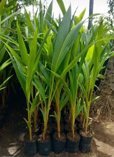 Ganga Bardhan Coconut Fruit Plant