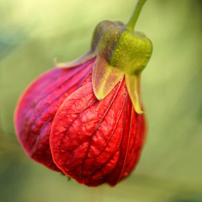 Red Lantern Hibiscus Flowers Plant