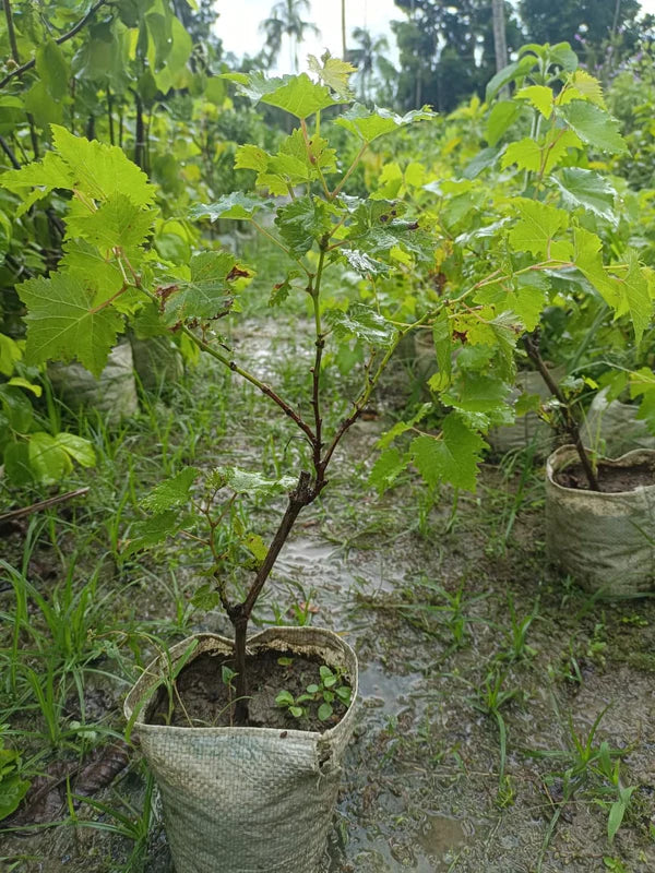 Green Grapes Plant (Seedless)