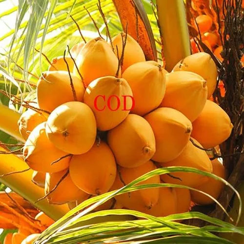 Chowghat Orange Dwarf Coconut Plant