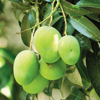 Gourmati Mango Fruit Plant (Grafted)