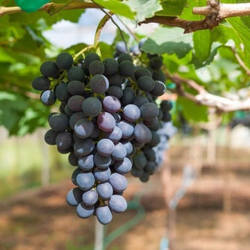 Black Grapes Fruit Plants-(Gardenershub)