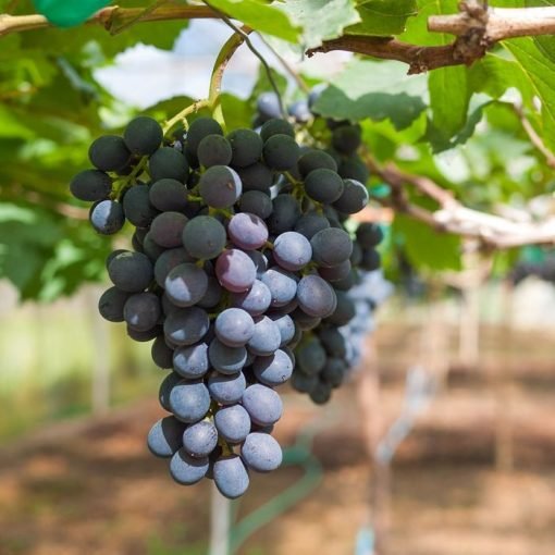 Black Grapes Fruit Plants-(Gardenershub)