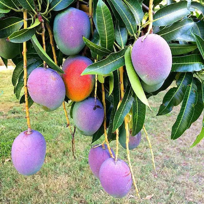 Irwin Purple Mango Fruit  Plant