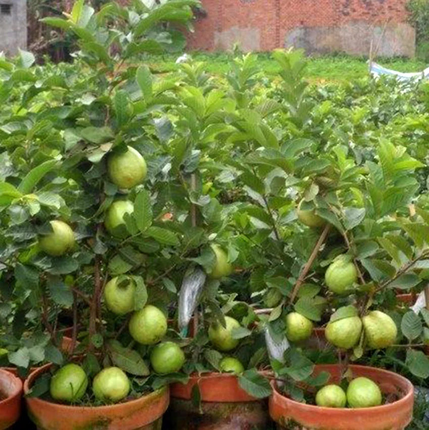 Hybrid Baraipur Guava Fruit  Plant-(Gardenershub)