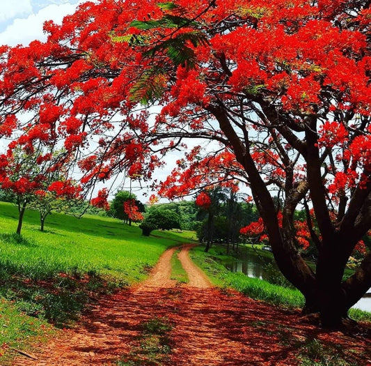 Gulmohar Flowering Tree For Gardening