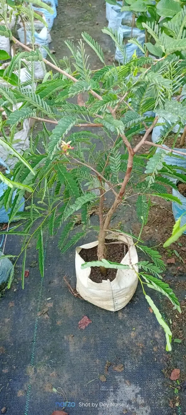 Sweet Tamarind Plant- Grafted