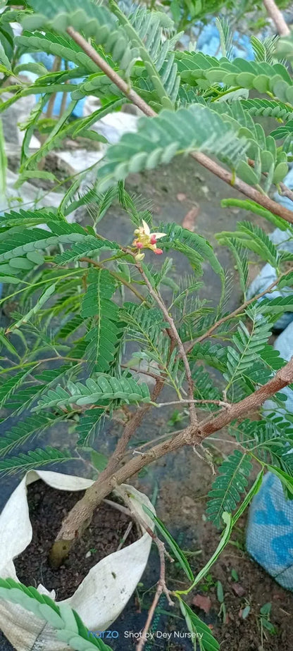 Sweet Tamarind Plant- Grafted