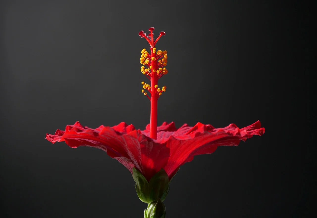 Hibiscus, Beautiful flowers,Red Colour Plant