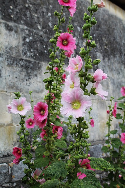 Hollyhock, Flower  Hibiscus plant